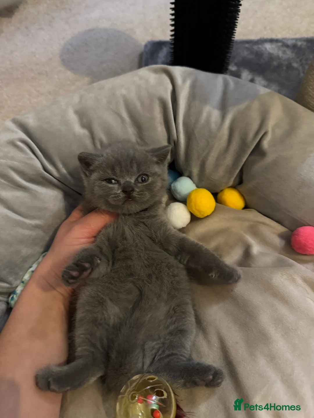 British Shorthair cats for sale: Fluffy and healthy British shorthair kittens - Advert 19