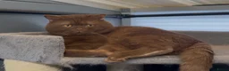 British Shorthair cats for sale: Beautiful chunky cinnamon boy looking new home - Advert 3