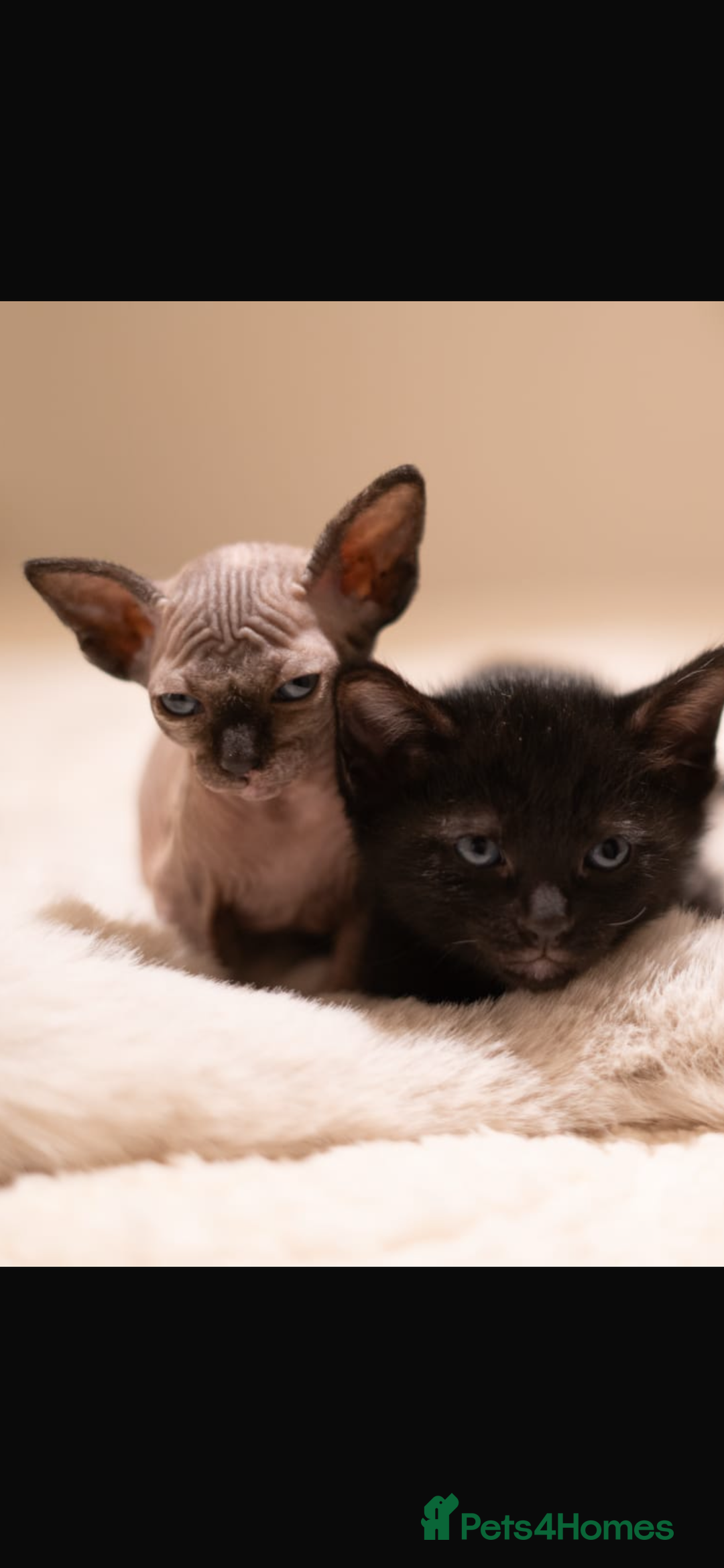 Sphynx cats for sale: Beautiful Sphynx cross orinetal kittens  - Advert 35