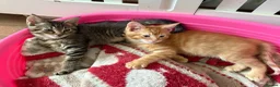 Maine Coon cats for sale: Maine Coon x Tabby Female Kitten - Ready now - Advert 6