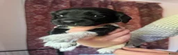 English Springer Spaniel dogs for sale: Pedigree English Springer Spaniel Pups  - Advert 8