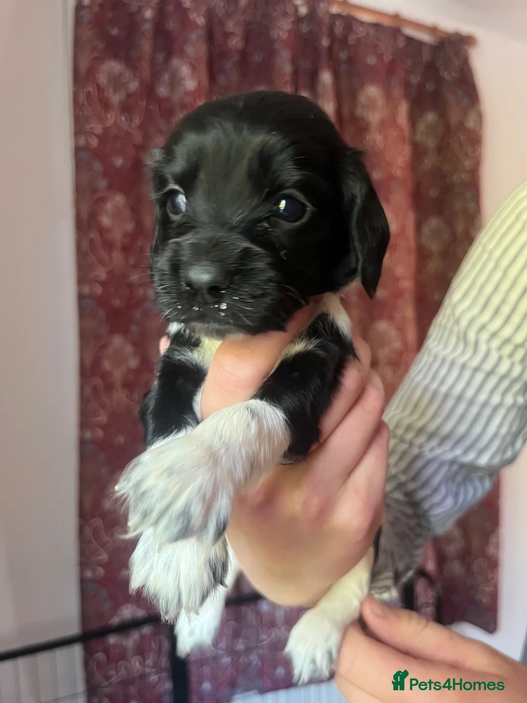 English Springer Spaniel dogs for sale: Pedigree English Springer Spaniel Pups  - Advert 8