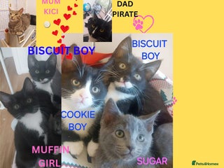 Mixed Breed cats Adorable kittens looking for a loving home - Advert 1