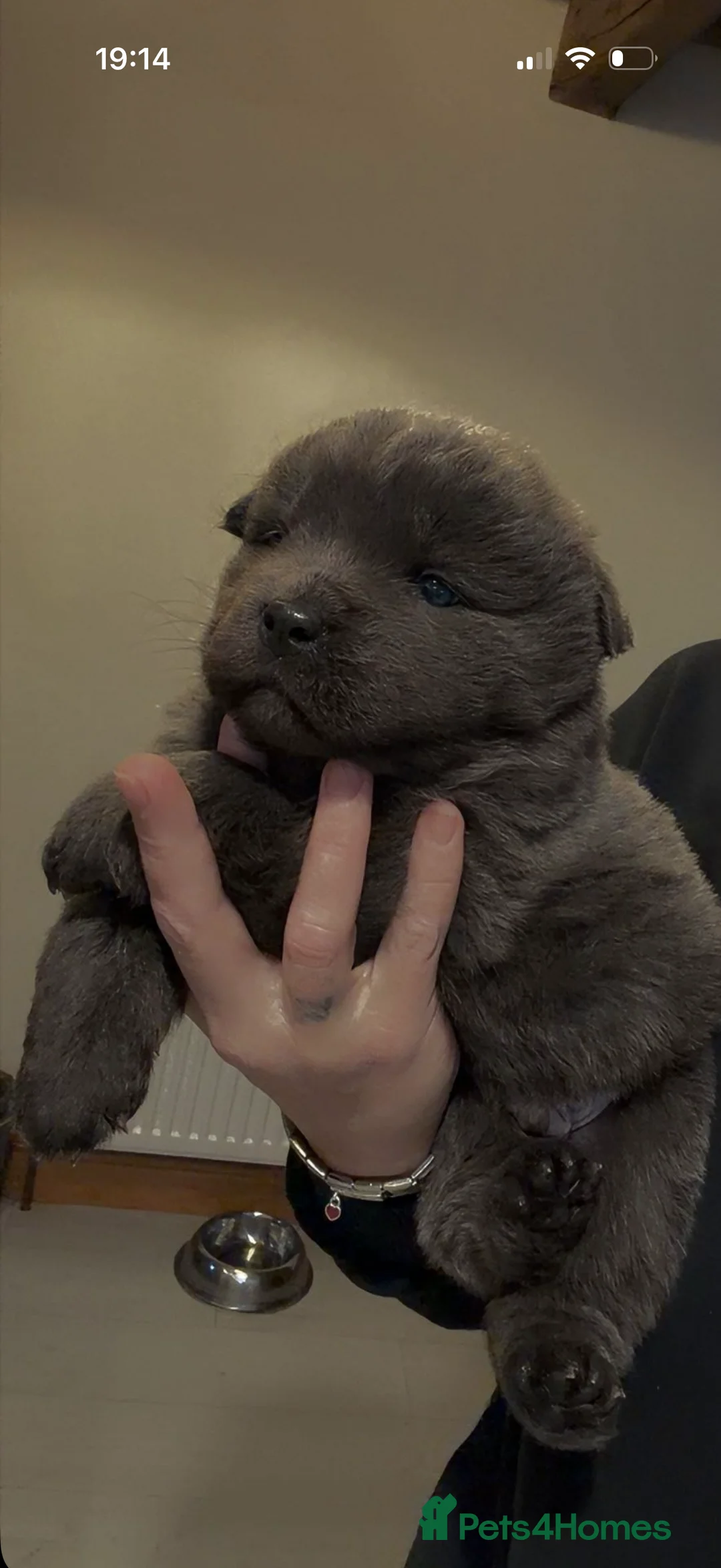 Mixed Breed dogs for sale: Chow chow cross puppies - Advert 1