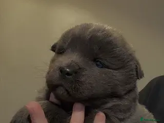 Mixed Breed dogs Chow chow cross puppies - Advert 4