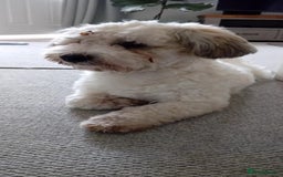 Mixed Breed dogs for sale: Maltipoo x cockapoo - Image 3