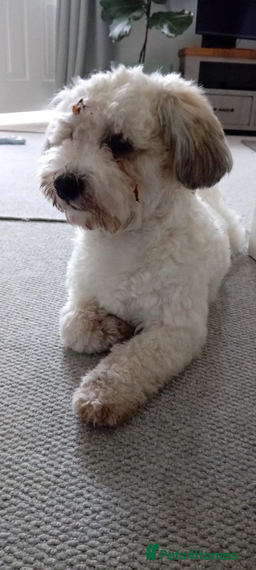 Mixed Breed dogs for sale: Maltipoo x cockapoo - Image 3