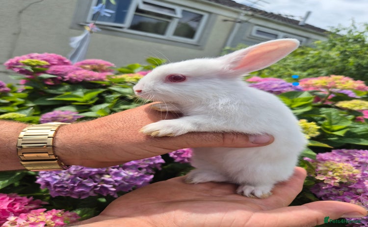 Netherland Dwarf rabbits - Advert 2