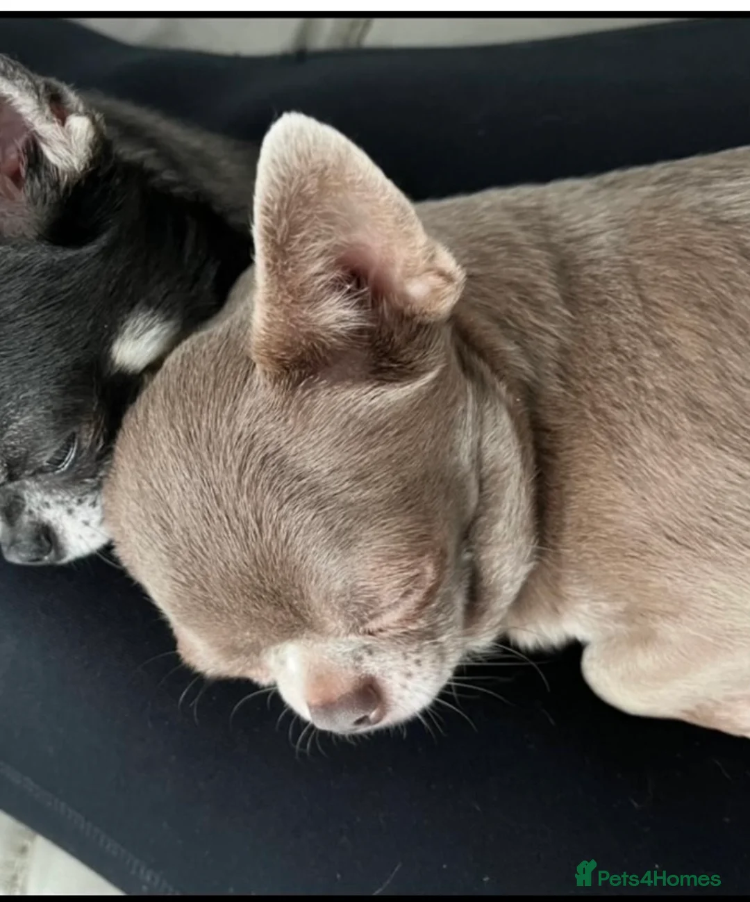 Chihuahua dogs for stud: STUNNING KC LILAC BOY FOR STUD DUTIES  in Birmingham - Advert 7