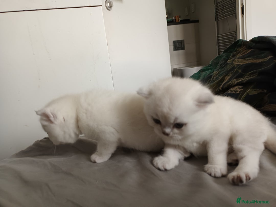 Scottish Fold cats for sale: Scottish straight boy and girl - Image 8