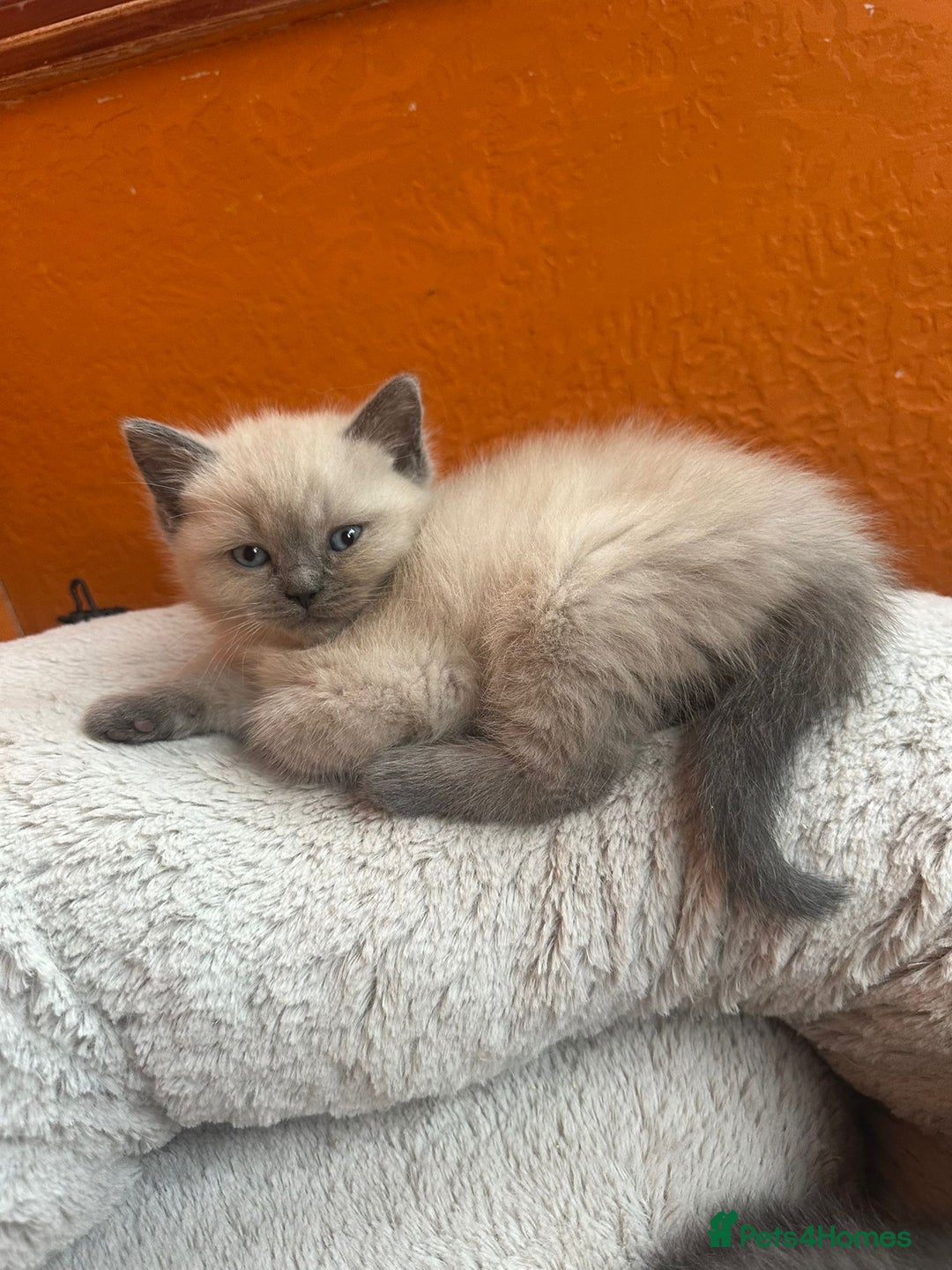 Mixed Breed cats for sale: Kittens  British ShorthaiR X Ragdoll  - Advert 2