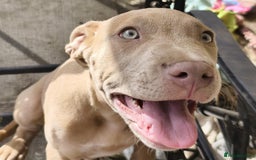 Mixed Breed dogs for sale: Mixed Breed w/Lurcher Mix Puppies ready for a home - Image 1