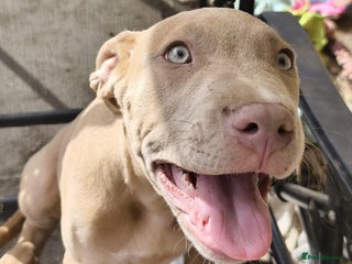 Mixed Breed dogs - Advert 12