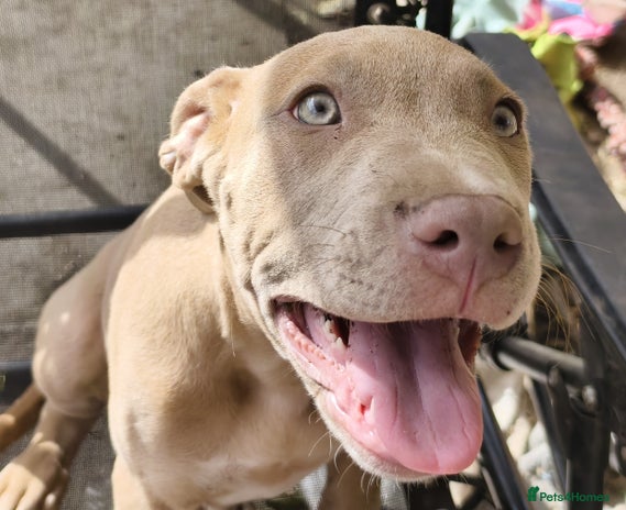 Mixed Breed dogs Mixed Breed w/Lurcher Mix Puppies ready for a home - Advert 1