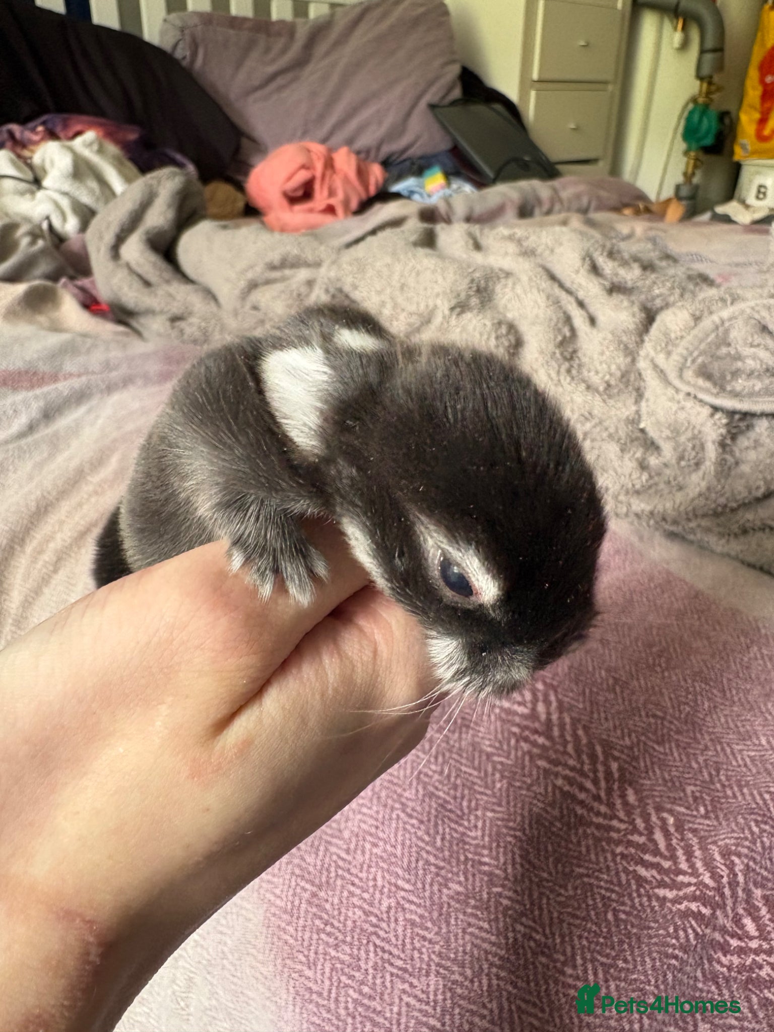 Mini Lop rabbits for sale: mini lop babies  in Callander - Advert 2