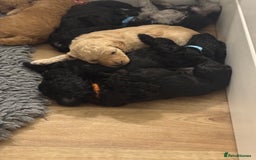 Labradoodle dogs for sale: F1b Miniature Labradoodles  - Image 14