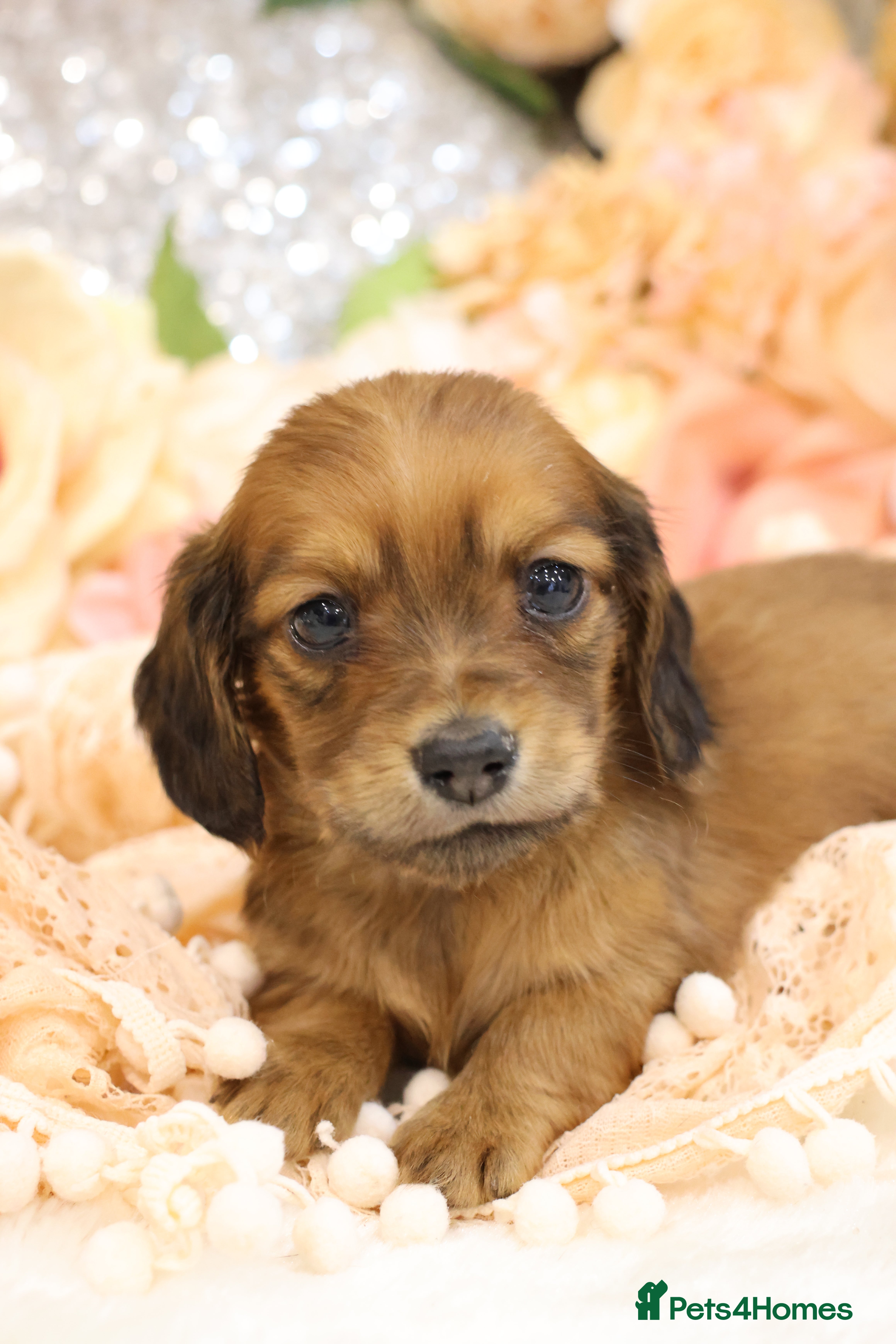 Miniature Dachshund dogs KC Miniature Dachshund Puppies - Advert 6