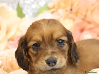 Miniature Dachshund dogs KC Miniature Dachshund Puppies - Advert 6