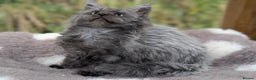 Maine Coon cats for sale: 3 Stunning Maine Coon Kittens  - Advert 4