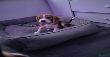 Beagle dogs Beautiful tri-colored puppies  - Advert 11