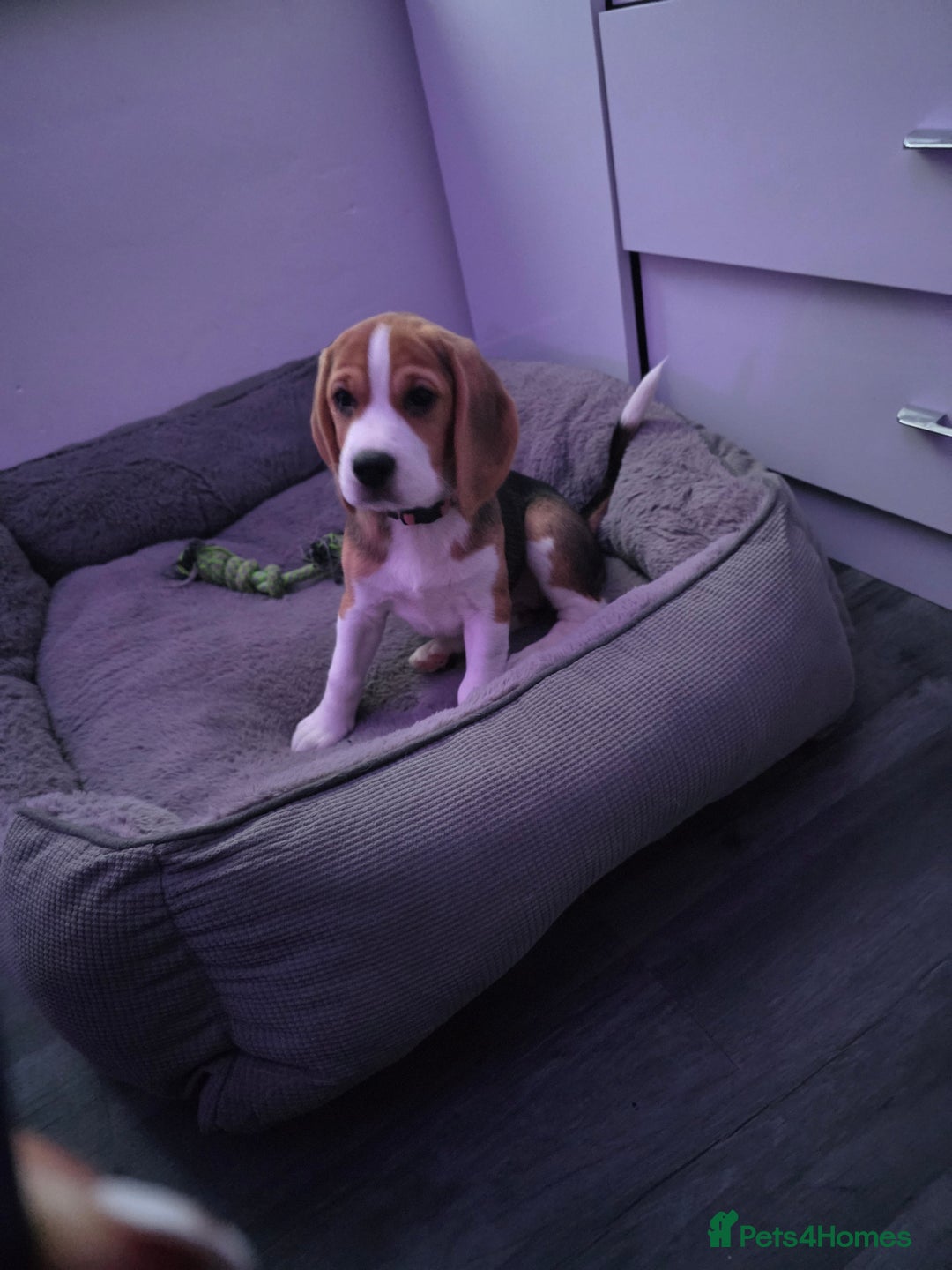 Beagle dogs for sale: Beautiful tri-colored puppies  - Advert 2