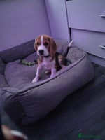 Beagle dogs Beautiful tri-colored puppies - Advert 1