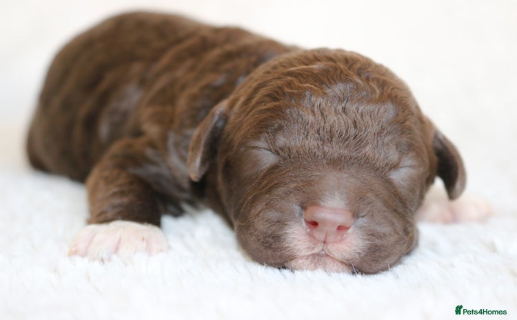 Lagotto Romagnolo dogs - Advert 1