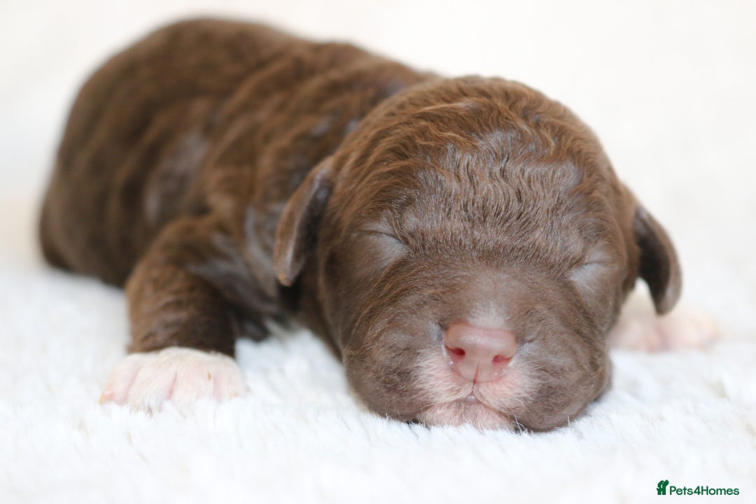 Lagotto Romagnolo dogs for sale: *READY NOW*10 WKS OLD* KC Reg Full Health Tested - Advert 6