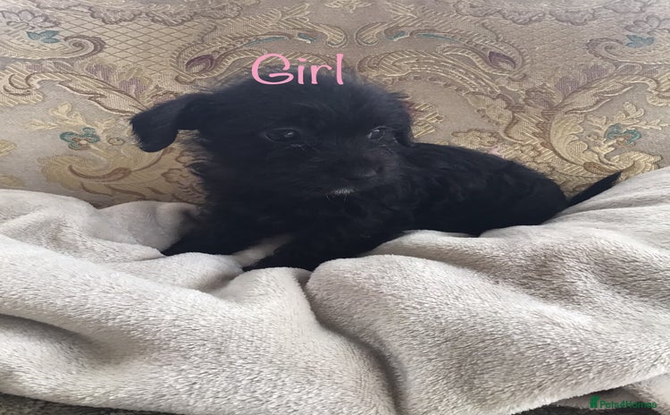 Jackapoo dogs - Advert 17