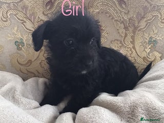 Jackapoo dogs - Advert 1