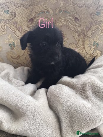 Jackapoo dogs - Advert 17