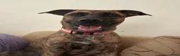 Mixed Breed dogs for sale: Sapphire is looking for her forever home in Frome - Advert 5