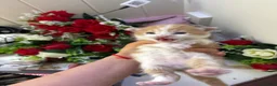 Mixed Breed cats for sale: 6 Adorable Male Kittens – 2 Ginger & 4 Beige - Advert 6