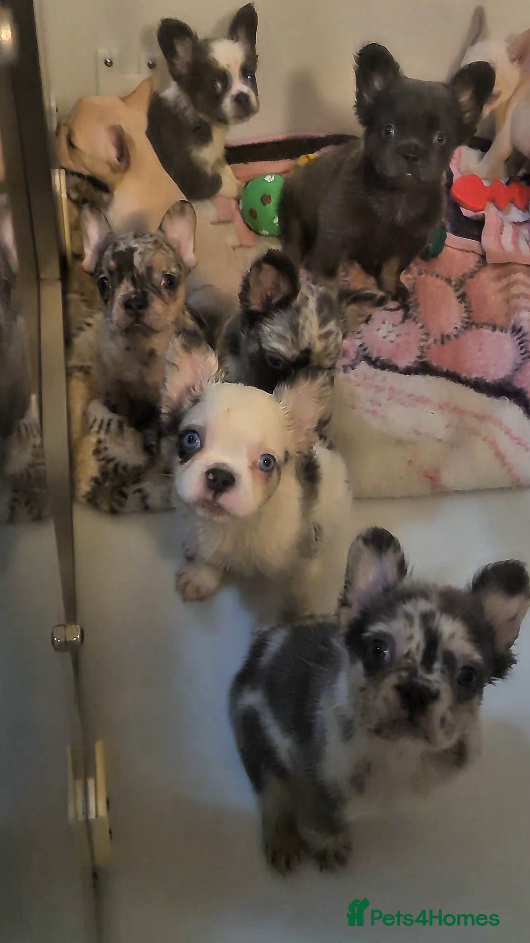 French Bulldog dogs for sale: ✨ Enchanted Frenchie Puppies Ready Now! ✨ - Advert 1