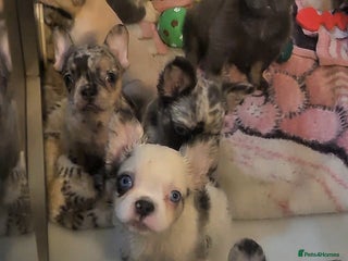 French Bulldog dogs ✨ Enchanted Frenchie Puppies Ready Now! ✨ - Advert 1