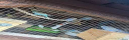 Mixed Breed birds for sale: Birds  - Advert 11
