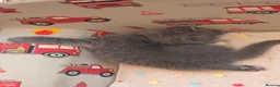 British Shorthair cats for sale: The cutest British Shorthair kittens  - Advert 21