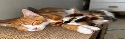 Mixed Breed cats for sale: Fluffy Female Calico Kitten - Advert 5