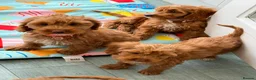 Cockapoo dogs for sale: Gorgeous F1 Cockapoo puppies  - Advert 3