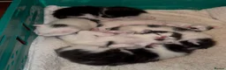Mixed Breed cats for sale: kittens for reservation  - Advert 6