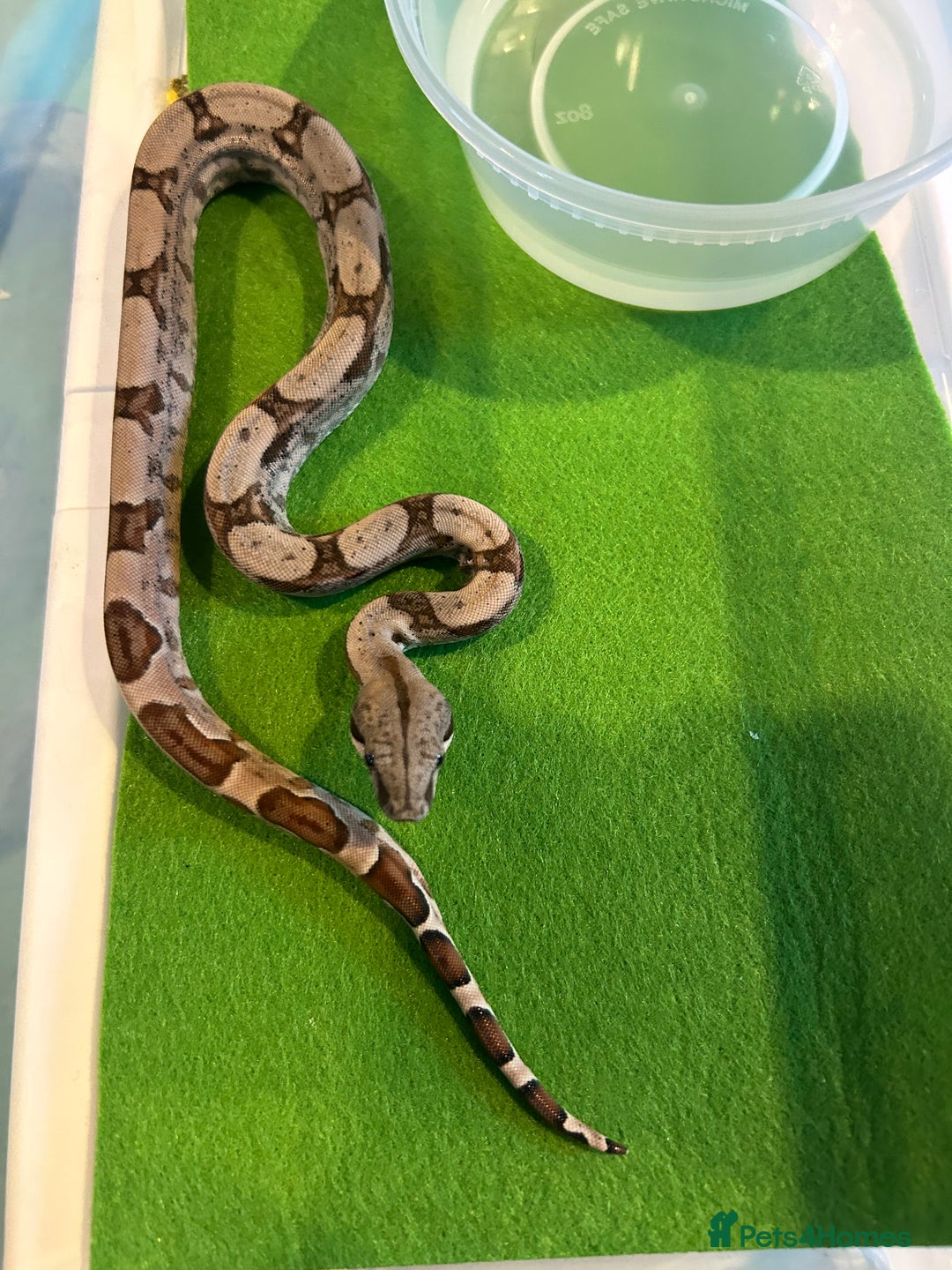 Boa Snake reptiles for sale: 2025 Boa Constrictor Babies in Letchworth Garden City - Image 20