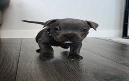 Staffordshire Bull Terrier dogs for sale: Kc Blue staffordshire bull terrier puppies - Image 10