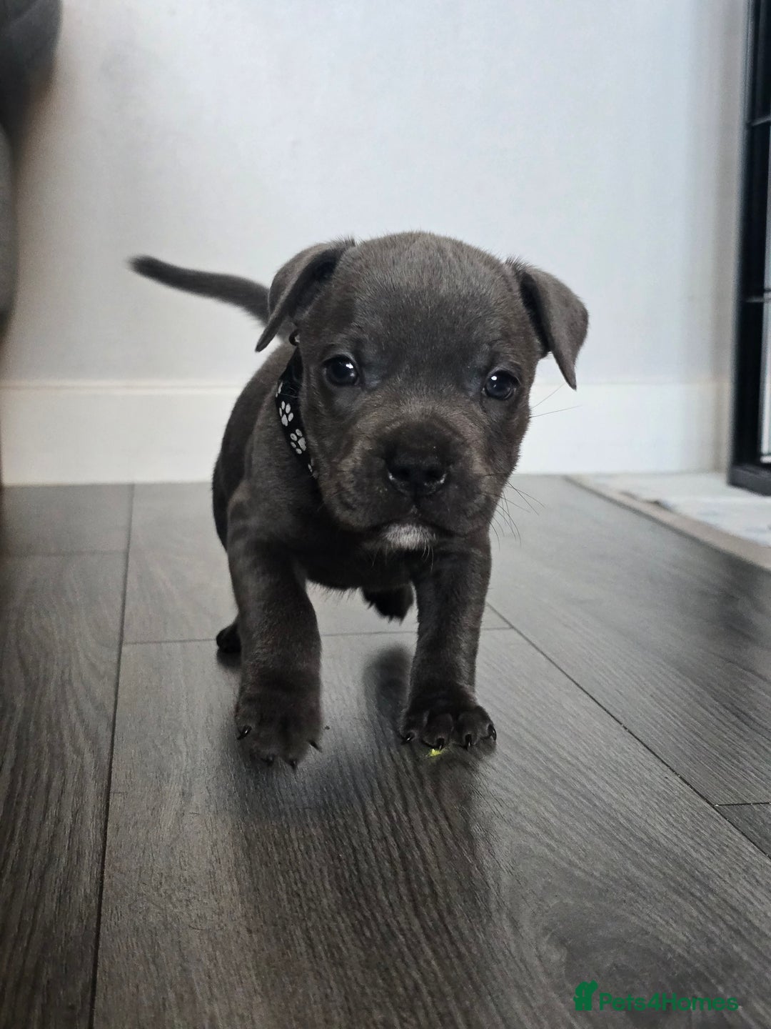 Staffordshire Bull Terrier dogs for sale: Kc Blue staffordshire bull terrier puppies - Image 10