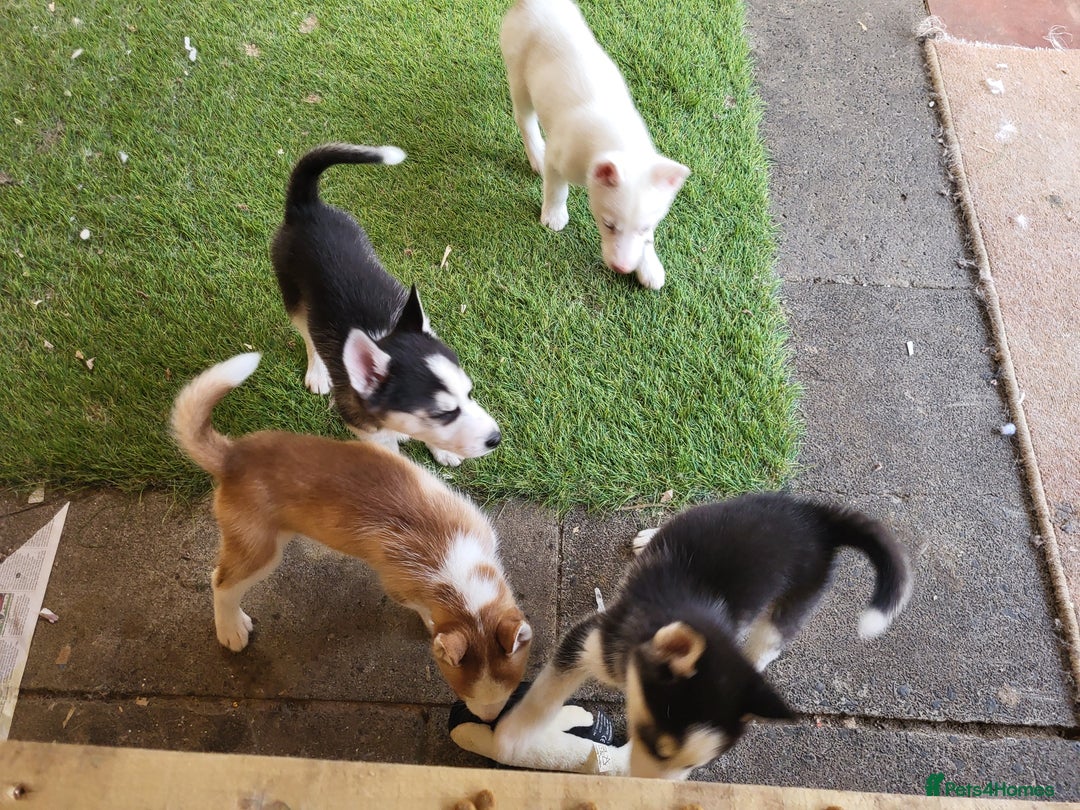 Siberian Husky dogs for sale: Siberian husky puppies (ready forever loving home) - Image 24