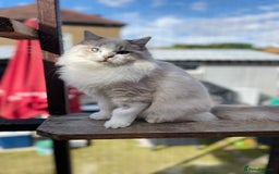 Ragdoll cats for sale: TICA registered blue mink ragdoll kitten - Image 14