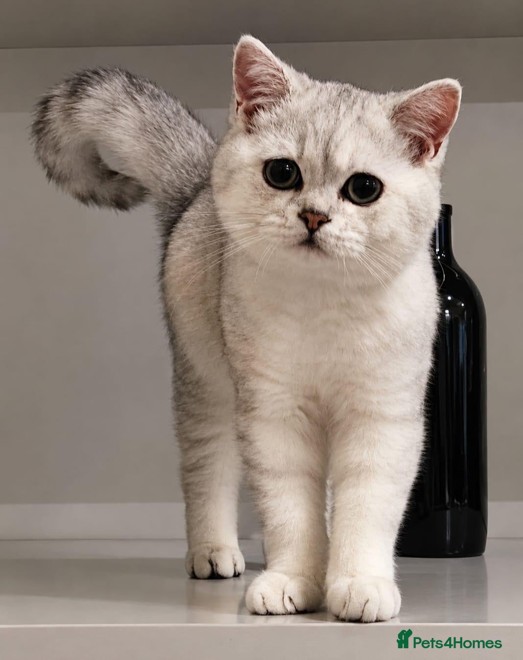 British Shorthair cats ✨️Incredibly Handsome Silver BSH Boy ✨ - Advert 1
