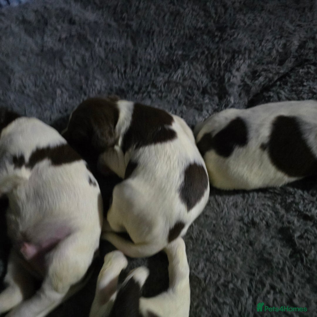 English Springer Spaniel dogs for sale: Stunning Pedigree Registered Pups - Image 20