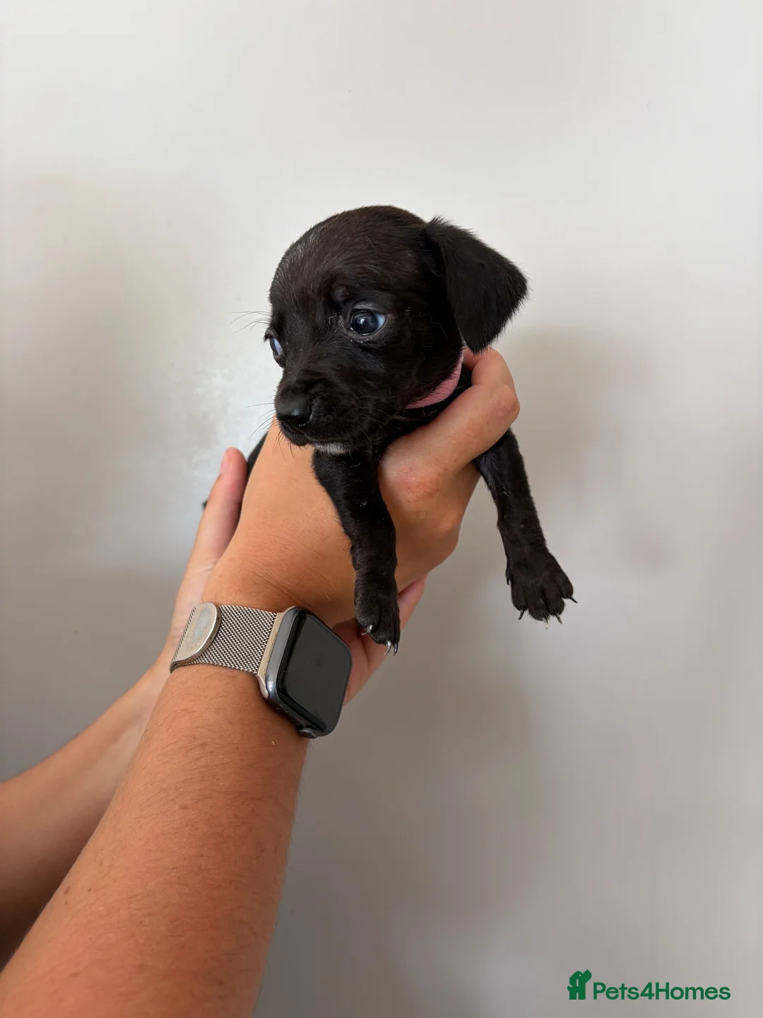 Mixed Breed dogs for sale: Miniature dachshund in Billingham - Advert 5