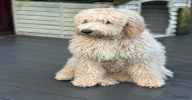 Bernedoodle dogs - Advert 9