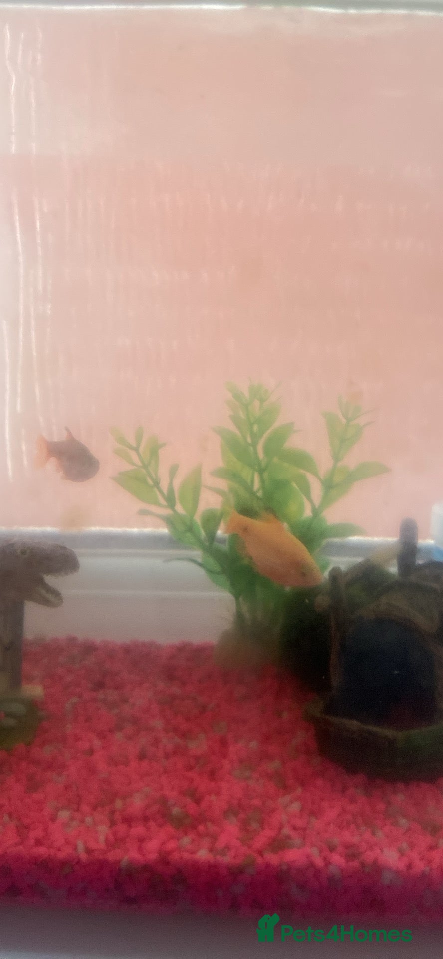 Barbs fish Rosy barbs - Advert 14